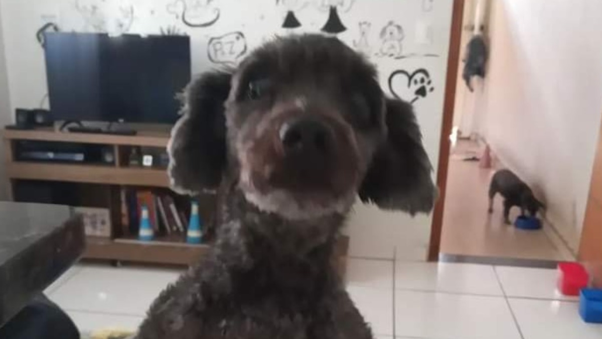 Tutor procura o cão Loop desaparecido nos Campos Elíseos em Ribeirão 1