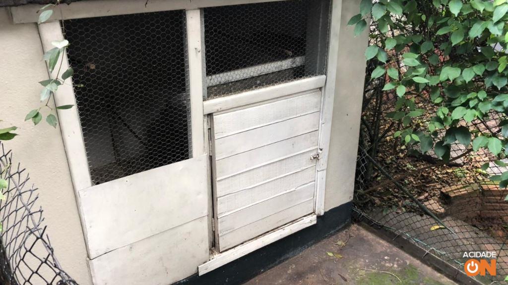 Aves foram encontradas em cativeiro dentro de uma residência (Foto: Divulgação Polícia Ambiental)