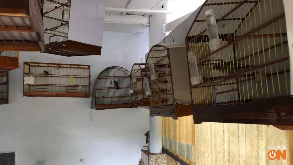 Aves foram encontradas em cativeiro dentro de uma residência (Foto: Divulgação Polícia Ambiental)