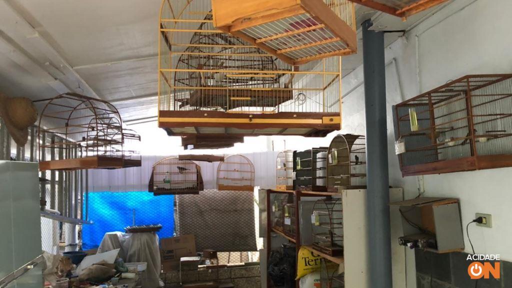 Aves foram encontradas em cativeiro dentro de uma residência (Foto: Divulgação Polícia Ambiental)