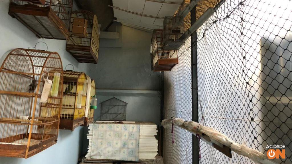 Aves foram encontradas em cativeiro dentro de uma residência (Foto: Divulgação Polícia Ambiental)
