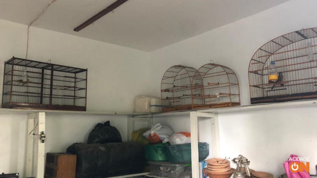 Aves foram encontradas em cativeiro dentro de uma residência (Foto: Divulgação Polícia Ambiental)