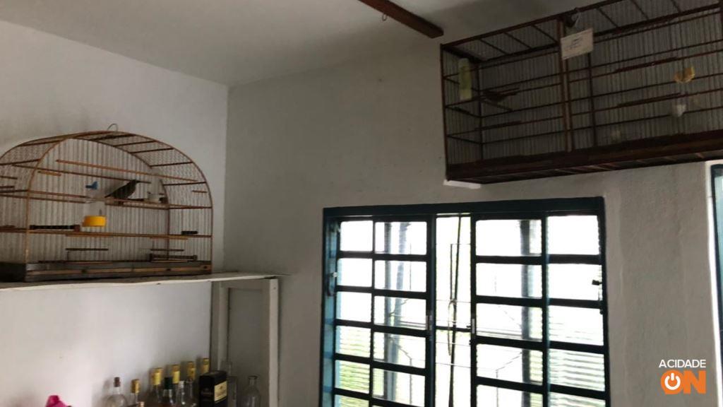 Aves foram encontradas em cativeiro dentro de uma residência (Foto: Divulgação Polícia Ambiental)