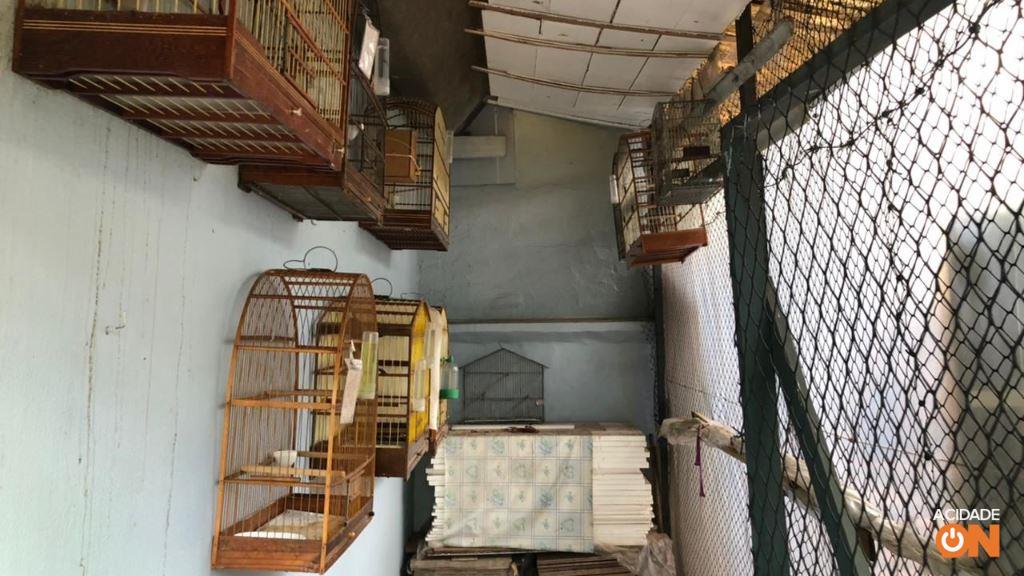 Aves foram encontradas em cativeiro dentro de uma residência (Foto: Divulgação Polícia Ambiental)