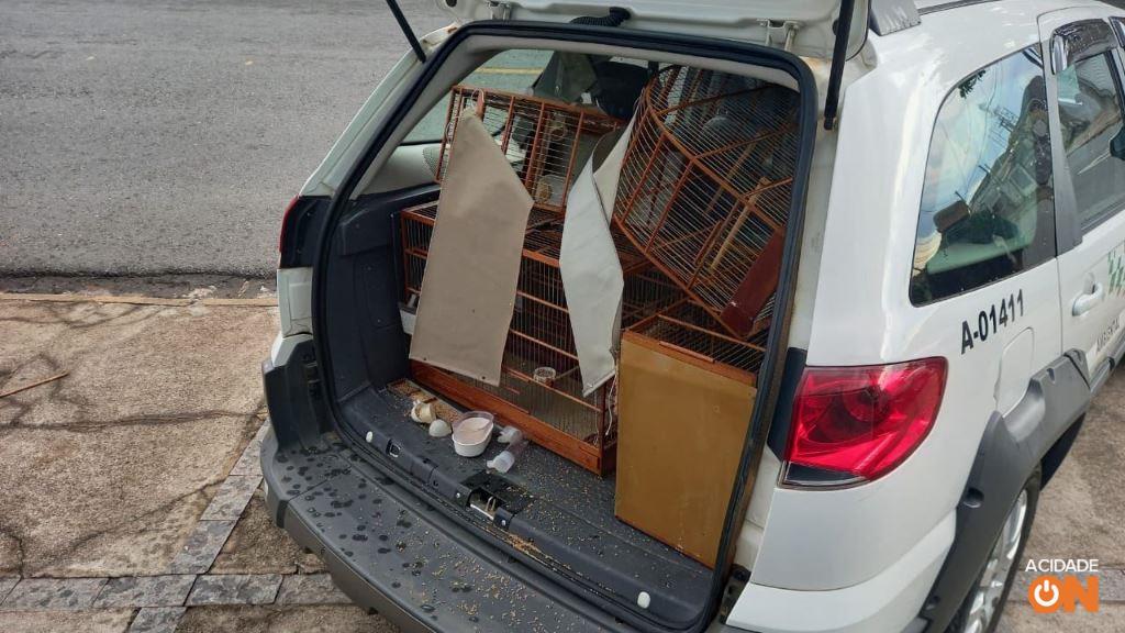 Aves foram encontradas em cativeiro dentro de uma residência (Foto: Divulgação Polícia Ambiental)